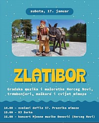 Cvet mimoze na Zlatiboru 17 . januar