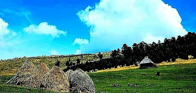 Planinski zalazak sunca iznad brda Zlatibora gde se prepliću zlatne i narandžaste boje na horizontu iznad četinara.  Slikoviti seoski put koji vijuga kroz pašnjake i vodi do skrivenih domaćinstava u srcu zlatiborske prirode.  Prolećno buđenje prirode na Zlatiboru sa procvetalim poljskim cvećem i jarko zelenom travom na planinskim padinama.  Сита стабла букве са сребрнкастом кором која праве контраст тамној боровој шуми  Кристали леда на осушеној планинској трави који светлуцају под првим сунчевим зрацима  Дубоке бразде у каменитом путу испране планинским кишама и отопљеним снегом  Кружне формације ниских борова на пропланку које изгледају као природни заслони  Бели кречњачки сипар који се осипа низ стрму падину ка густом шибљу  Поглед на планинске венце у даљини који се преливају из плаве у љубичасту боју