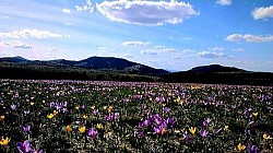 Златибор планина својом непролазном снагом обликује златиборска села и златиборске стазе које вијугају кроз најскривеније кутке ове планине док златиборска села поносно чувају сваки пашњак и сваку брвнару. Свако златиборско село има своју јединствену причу коју Златибор планина приповеда кроз ветар у крошњама борова док златиборске стазе омогућавају да се дух златиборских села осети у сваком удисају чистог ваздуха. Златибор планина је извориште традиције коју златиборска села преносе са колена на колено градећи брвнаре које су постале заштитни знак за златиборска села и планину Златибор. Златибор туризам села се развија управо на овим темељима где златиборска села нуде гостопримство какво се ретко среће док Златибор планина пружа савршену кулису кроз своје пашњаке и ливаде. Златиборске стазе воде посетиоце до бистрих језера која су украс који имају златиборска села и планина Златибор пружајући освежење сваком ко истражује златиборска села. Свака ливада и сваки пашњак који окружују златиборска села сведоче о хармонији коју Златибор планина гради са природом док златиборске стазе олакшавају приступ најлепшим видиковцима које поседује Златибор планина. Златиборска села су уточишта мира где златиборске стазе омогућавају дуге шетње кроз цветне ливаде и густе шуме које Златибор планина чува вековима. Традиција и култура коју баштине златиборска села су срце које има Златибор планина а златиборске стазе су жиле куцавице које повезују свако златиборско село са љубитељима природе. Златибор планина кроз Златибор туризам села промовише здраве навике и повратак коренима где златиборска села нуде брвнаре као најприроднији смештај који Златибор планина може да понуди. Свака нова златиборска стаза коју откријете води вас кроз пашњаке којима се поносе златиборска села док дух златиборских села живи у сваком сусрету са мештанима. Златибор планина и њена златиборска села представљају нераскидиву везу пријатну за свако око док златиборске стазе позивају на истраживање и уживање у ономе што Златибор планина несебично дарује. Златиборска села су места где се прошлост среће са будућношћу кроз модерне златиборске стазе које ипак чувају аутентичност коју Златибор планина захтева. Златибор планина и златиборска села заједно са пашњацима и брвнарама чине најлепшу разгледницу Србије док златиборске стазе отварају врата у тај чувени дух златиборских села.  Златибор планина својом вековном стаменошћу обликује златиборска села и златиборске стазе које воде ка најудаљенијим врховима ове прелепе планине. Свако златиборско село носи посебан дух златиборских села који се препознаје у звуку планинског ветра и мирису старих брвнара које Златибор планина чува од заборава. Златиборске стазе пролазе кроз нетакнута златиборска села где су пашњаци и ливаде главни украс пејзажа који Златибор планина пружа сваком посетиоцу. Златибор планина кроз Златибор туризам села открива своју најдубљу традицију јер златиборска села опстају захваљујући вредним рукама домаћина и лепоти коју негују златиборске стазе. Када се истражују златиборска села путник открива брвнаре које су грађене да трају док Златибор планина својим шумама даје најбољи материјал за свако златиборско село. Златиборске стазе су идеалне за све који траже мир јер Златибор планина и златиборска села нуде тишину коју прекида само жубор потока и језера која красе златиборска села. Традиција и култура коју баштине златиборска села чине да Златибор планина буде посебна а златиборске стазе омогућавају да се дух златиборских села осети на сваком кораку. Златибор планина својом ширином омогућава да златиборска села имају најлепше пашњаке и ливаде док златиборске стазе повезују свако златиборско село у нераскидиву мрежу здравља. Златибор туризам села процветао је тамо где Златибор планина додирује облаке и где златиборска села кроз своје брвнаре нуде уточиште од модерног света. Свако језеро које поседује Златибор планина и свака стаза која води кроз златиборска села доказ су нераскидиве везе коју имају Златибор планина и златиборска села. Златиборске стазе су путокази ка срећи за све који воле златиборска села и планину Златибор јер дух златиборских села лечи душу и тело. Пашњаци и ливаде којима обилују златиборска села најбољи су доказ плодности коју има Златибор планина док златиборске стазе нуде безброј могућности за истраживање. Златибор планина кроз своје врхове и златиборска села кроз своје брвнаре причају причу о историји коју златиборске стазе преносе новим генерацијама. Свако ко крочи у златиборска села и крене кроз златиборске стазе осетиће снагу коју Златибор планина несебично дели кроз свој Златибор туризам села. Златибор планина и златиборска села остају вечна инспирација јер златиборске стазе увек воде ка новим открићима и лепоти коју само Златибор планина може да створи кроз своја златиборска села и пашњаке.