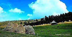 Златибор планина у својој монументалној свеобухватности не представља само географски појам већ сложен социјални и биолошки екосистем у којем златиборска села делују као витални органи који пулсирају у ритму природе док златиборске стазе функционишу као нервни систем који преноси информације и енергију кроз све пашњаке и пропланке. Када се детаљно анализира структура коју имају златиборска села уочава се невероватна прилагођеност терену где су брвнаре подизане на прецизно одабраним микролокацијама како би искористиле максималан број сунчаних сати које Златибор планина нуди током кратке вегетационе сезоне. Опширно истраживање терена открива да златиборске стазе нису настале случајно већ су плод вековног посматрања кретања животиња и отицања атмосферских вода чиме су златиборска села остала заштићена од ерозије и поплава чак и у најсуровијим метеоролошким условима које Златибор планина може да произведе. Дух златиборских села дубоко је укорењен у концепту самоодрживости где сваки пашњак има своју специфичну намену од испаше до косидбе док ливаде служе као природни резервоари биодиверзитета који Златибор туризам села данас ставља у центар своје еколошке понуде. Златибор планина поседује специфичан магнетизам који привлачи истраживаче етнологије јер златиборска села чувају јединствене градитељске технике спајања дрвета без употребе метала што брвнаре чини еластичним и отпорним на трусове и јаке ударе планинских ветрова. Златиборске стазе које вијугају кроз златиборска села често пролазе поред заборављених каменолома и кречана који сведоче о занатској умешности коју је изнедрила Златибор планина и која је омогућила да златиборска села имају тако карактеристичан и препознатљив визуелни идентитет. Анализирајући Златибор туризам села може се приметити трансформација пашњака у едукативне полигоне где се посетиоци уче о значају очувања аутохтоних сорти воћа и поврћа које златиборска села и даље узгајају у својим окућницама пркосећи индустријској пољопривреди. Свака ливада прекривена росом у рано јутро постаје позорница на којој Златибор планина демонстрира своју регенеративну моћ док златиборске стазе омогућавају тихи приступ овим природним спектаклима без нарушавања мира који имају златиборска села. Брвнаре нису само објекти за становање већ и простори у којима се чувају тајне ферментације млека и сушења меса на специфичном диму буковог дрвета чиме златиборска села дефинишу гастрономску мапу коју Златибор планина поносно репрезентује. Златиборске стазе у вишим зонама планине откривају спектакуларне формације кречњака које је Златибор планина обликовала милионима година стварајући природне амфитеатре у којима златиборска села проналазе склониште за своја стада током изненадних летњих олуја. Културни дух златиборских села нераскидиво је везан за усмено предање које се преноси уз огњиште сваке брвнаре где златиборске стазе фигурирају као симболички путеви спасења и напретка које је Златибор планина одувек нудила својим становницима. Свако језеро које се формира у вртачама и депресијама које поседује Златибор планина постаје центар окупљања за дивљач али и за путнике намернике који кроз златиборске стазе траже освежење и контакт са елементарним силама природе. Пашњаци који се простиру у бескрајним таласима омогућавају развој специфичног социјалног живота у златиборским селима где се кроз мобе и заједнички рад чува кохезија коју Златибор планина фаворизује својом географском изолованошћу. Златиборске стазе су данас опремљене најсавременијом сигнализацијом али и даље задржавају свој исконски шарм водећи кроз златиборска села која су успела да пронађу равнотежу између захтева које намеће Златибор туризам села и потребе да се сачува мир и пашњак као основни ресурси. Златибор планина је својом енергијом и ваздушним струјањима постала мета научних истраживања која потврђују да златиборска села поседују најнижу концентрацију алергена што додатно афирмише сваку ливаду и сваку брвнару као место за потпуни физички и ментални опоравак. Кроз златиборске стазе се заправо шета кроз време јер златиборска села са својом архитектуром и Златибор планина са својим вечним пејзажима пружају осећај континуитета који је у савременом свету скоро потпуно изгубљен. Дух златиборских села живи у тишини која наступа пред смирај дана када Златибор планина поприма златну боју по којој је и добила име а пашњаци и ливаде постају мистични простори које златиборске стазе напуштају до следећег свитања.  Златибор планина својим специфичним геолошким саставом и морфолошким карактеристикама дефинише животну филозофију коју златиборска села негују хиљадама година док златиборске стазе функционишу као јединствени еколошки коридори који спајају најудаљеније катуне са средишњим делом планине. Опширно посматрано златиборска села су еволуирала из привремених летњих станишта у сталне насеобине где дух златиборских села пулсира кроз сваку пажљиво тесану греду брвнара које су грађене тако да омогућавају природну циркулацију ваздуха и савршену изолацију током сурових зима. Златибор планина поседује јединствену микроклиму која се формира изнад пашњака где се сучељавају континенталне и медитеранске ваздушне струје што златиборска села чини највећим природним санаторијумом на Балкану. Златиборске стазе нису само путеви већ сложени системи који прате речне токове и планинске гребене откривајући посетиоцима како су златиборска села стратешки позиционирана у заветринама како би се сачувала топлота и заштитила стока која преко лета користи бескрајне пашњаке. Златибор туризам села данас достиже свој зенит кроз интеграцију савремених потреба путника и древних знања која златиборска села чувају у својим подрумима и на таванима старих брвнара. Ливаде које прекривају Златибор планину представљају највећи генетски фонд лековитог биља у Србији а златиборске стазе омогућавају ботаничарима и ентузијастама да проучавају врсте које се не могу наћи ни на једној другој планини осим у окружењу које пружају златиборска села. Свака брвнара у којој се данас нуди смештај репарирана је са циљем да се сачува изворни дух златиборских села па се у ентеријерима често налазе кревети пуњени сушеном планинском травом и прекривачи од најфиније вуне са пашњака које Златибор планина поносно негује. Златиборске стазе воде до локалитета где се могу видети остаци градина и средњовековних утврђења која доказују да су златиборска села била насељена још у праисторији те да је Златибор планина одувек била сигурно уточиште за народ. Економија коју златиборска села граде почива на одрживом развоју где се пашњаци не преоптерећују а златиборске стазе редовно чисте и обележавају како би се спречила ерозија земљишта коју Златибор планина покушава да заштити својом густом вегетацијом. Златибор планина је такође позната по својим спелеолошким објектима до којих златиборске стазе воде кроз скоро непроходне шуме откривајући подземне светове који су једнако фасцинантни као и пашњаци и ливаде изнад њих. Свако језеро на Златибору има своју легенду која се препричава уз огњиште у брвнарама док златиборска села живе у ритму годишњих доба поштујући природне циклусе које Златибор планина диктира својим положајем. Златиборске стазе у зимским месецима постају полигони за нордијско скијање и шетњу на крпљама омогућавајући да Златибор туризам села функционише током целе године без прекида пружајући посебан доживљај снежне идиле коју имају златиборска села. Дух златиборских села се огледа и у специфичној гастрономији која се ослања на млечне производе и сушено месо припремљено на специфичном планинском ваздуху који Златибор планина пречишћава кроз своје непгледне четинарске шуме. Златиборске стазе су често украшене крајпуташима и малим дрвеним капелама које додатно наглашавају духовну димензију коју златиборска села поседују и коју сваки посетилац може да осети док истражује пашњаке. Златибор планина својом геоморфологијом нуди и идеалне услове за параглајдинг па се изнад ливада и брвнара често могу видети летачи који златиборска села посматрају из птичје перспективе пратећи златиборске стазе из ваздуха. Златибор туризам села је постао модел за очување руралних средина јер златиборска села кроз своје брвнаре и пашњаке показују како се може живети од природе без њеног уништавања што је мисија коју Златибор планина подржава вековима. Кроз златиборске стазе човек се ресетује и враћа својим изворним поривима јер златиборска села својом једноставношћу и Златибор планина својом грандиозношћу подсећају на важне ствари које смо заборавили у градској вреви. Пашњаци су препуни стада која слободно лутају а ливаде нуде тишину коју само Златибор планина може да произведе и коју златиборска села љубоморно чувају за будуће генерације истраживача.