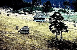 Златибор планина у својој готово метафизичкој и свеобухватној структури представља јединствен феномен где се еволуција природе и људског занатства стапају у нераскидив амалгам, при чему златиборска села делују као живи чувари архитектонског и биолошког наслеђа. Када се детаљно и опширно анализира материјална култура коју поседује Златибор планина, фокус неминовно пада на брвнаре грађене од 